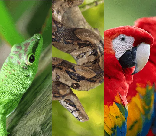 STREFA ZWIERZĄT EGZOTYCZNYCH